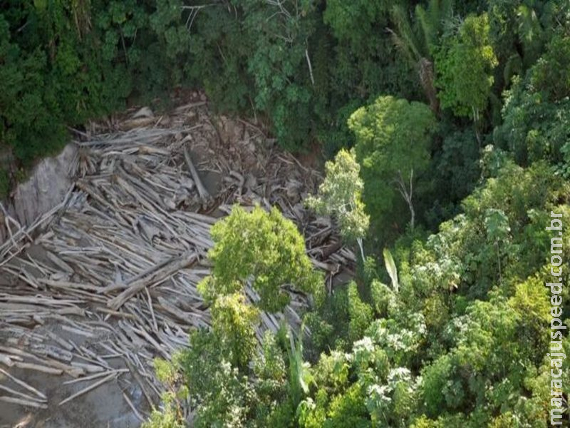 Infrator terá que recuperar 132 hectares de floresta desmatada em Roraima