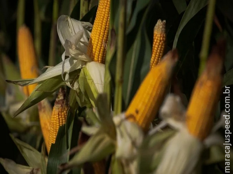 Janela ideal do milho acabou: produtor deve apostar no plantio mais arriscado ou trocar de cultura?
