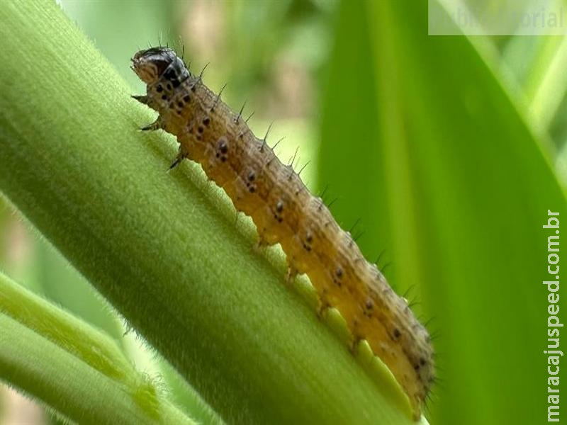  Lagartas desafiam produtividade em milho, soja e trigo e reforçam importância do manejo integrado nas lavouras brasileiras
