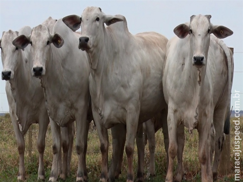 Mercado do boi registra alta em São Paulo
