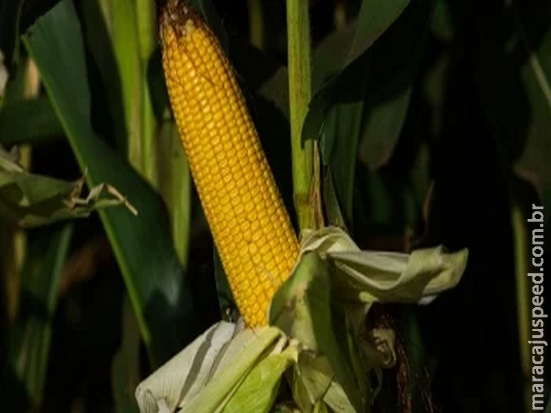 Milho fecha com mais de 1% de alta em Chicago com aumento do mandatório do etanol nos EUA