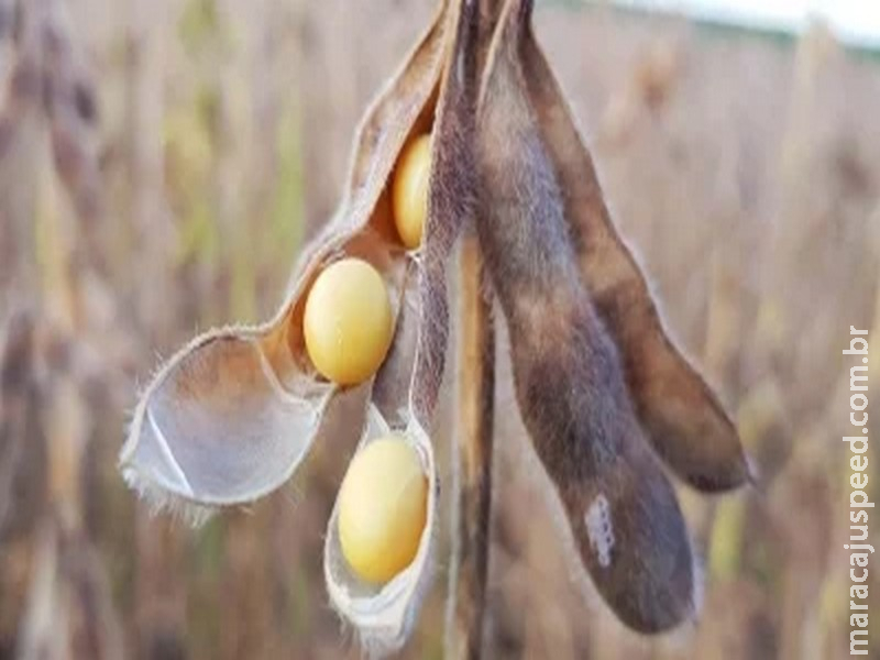  Óleo de soja tem novas altas em Chicago e puxa o grão nesta 5ª feira