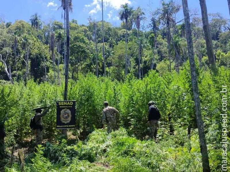 Operação destrói 18 hectares de plantações de maconha na região de fronteira
