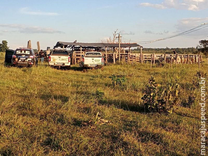 Polícia Civil prende pai e filho duas vezes em 48 horas por receptação de bovinos em Nova Andradina