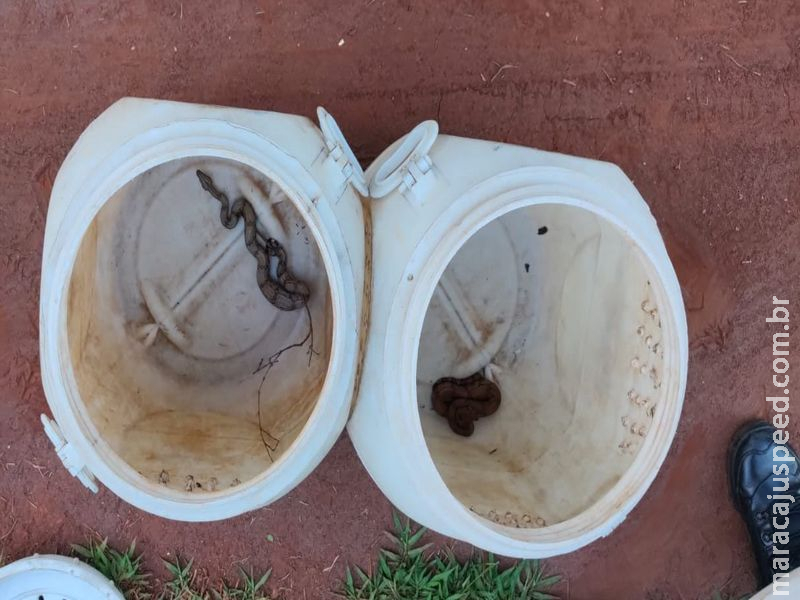 Polícia Militar Ambiental resgata filhotes de jiboia em residência na Capital