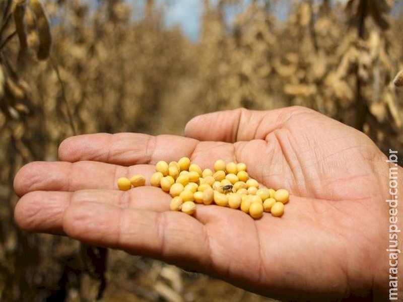 Preço da soja sobe 3,18%, mas safra segue mais barata que em 2025