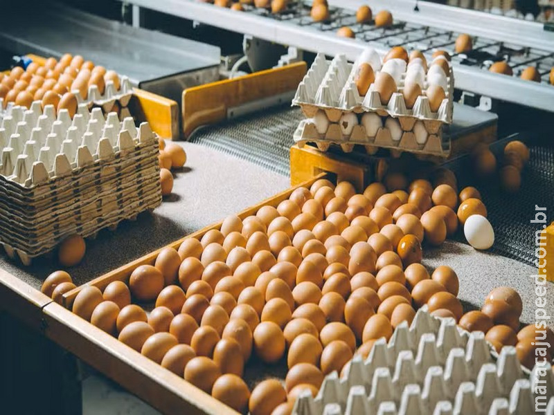 Preços dos ovos seguem firmes com demanda aquecida e oferta limitada