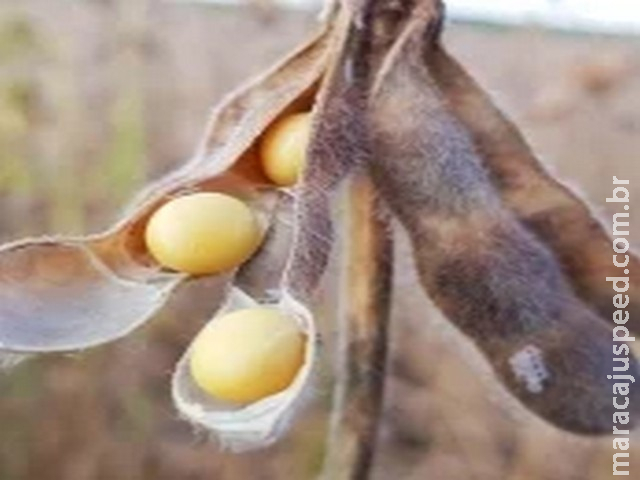 Soja cede em Chicago nesta 3ª feira em movimento de realização de lucros após disparada recente