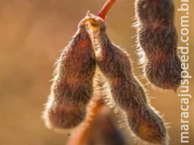 Soja dá sequência às baixas em Chicago nesta 3ª feira, acompanhando perdas do óleo