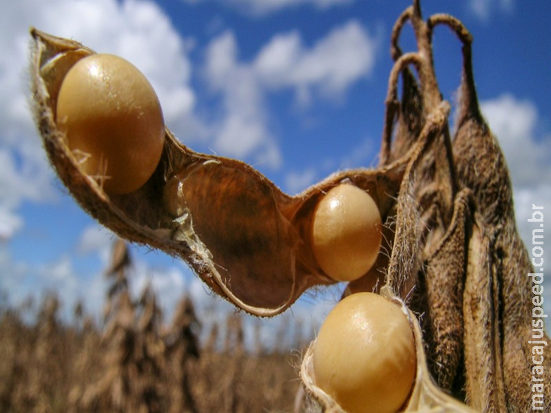 Soja testa novos ganhos em Chicago nesta 6ª feira em manhã de alta generalizada das commodities