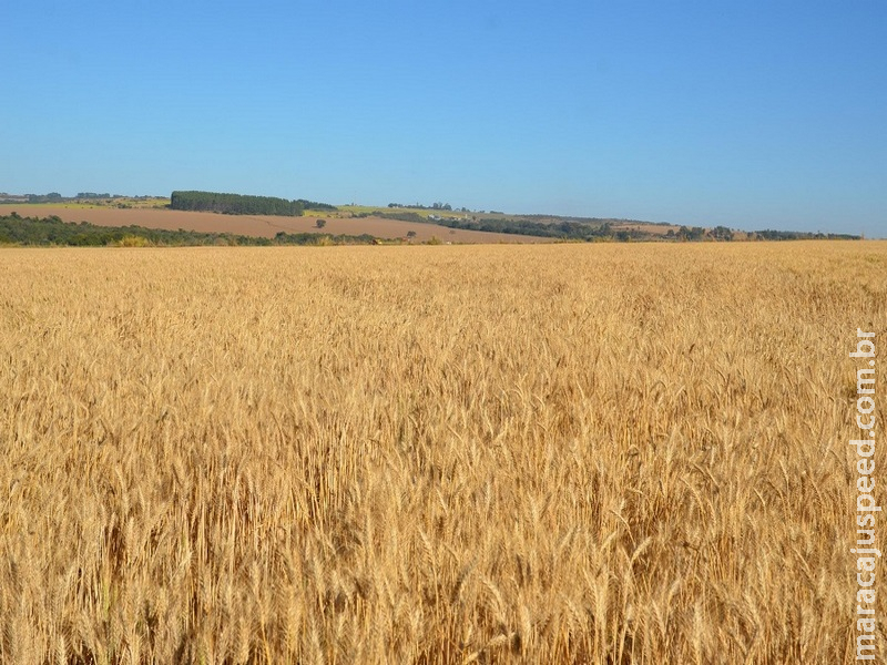 Vai plantar trigo safrinha no Brasil Central? Fique atento às recomendações da pesquisa