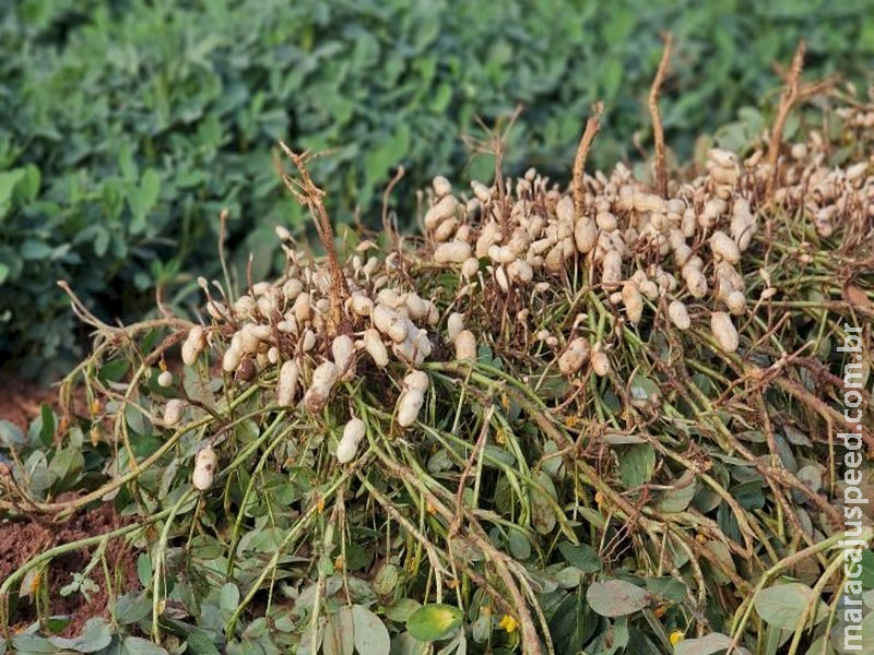 Vale da Celulose reforça protagonismo no setor florestal e abre espaço para a diversificação com citrus e amendoim 