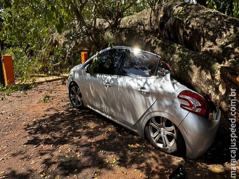 Árvore cai, danifica cinco carros e quase atinge estudante no estacionamento da UFMS