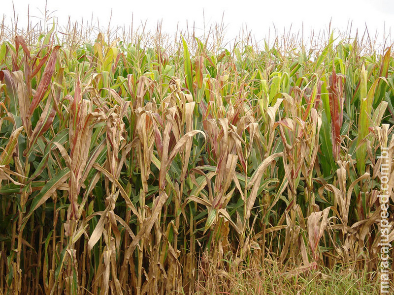 Cigarrinha-do-milho causa prejuízo de 25,8 bilhões de dólares ao País em quatro anos