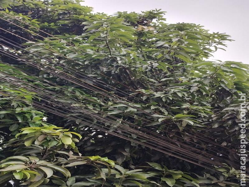 DESCASO: Morador do Bairro Cambaraí denuncia Energisa por demora de 3 meses em poda de árvore