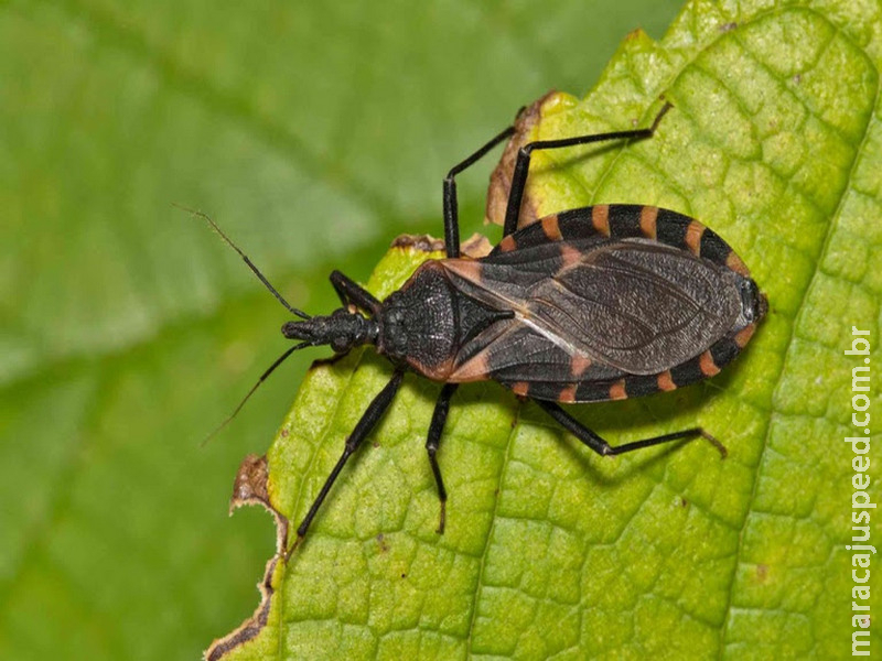 Diagnóstico precoce da doença de Chagas pode evitar danos graves ao coração