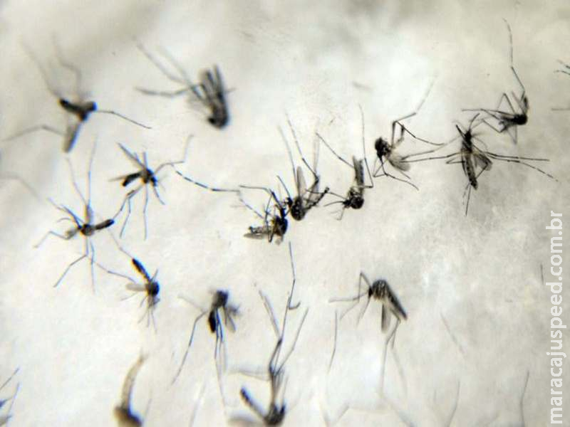 Dourados tem mais 122 casos confirmados de chikungunya e concentra 60% das mortes no Estado