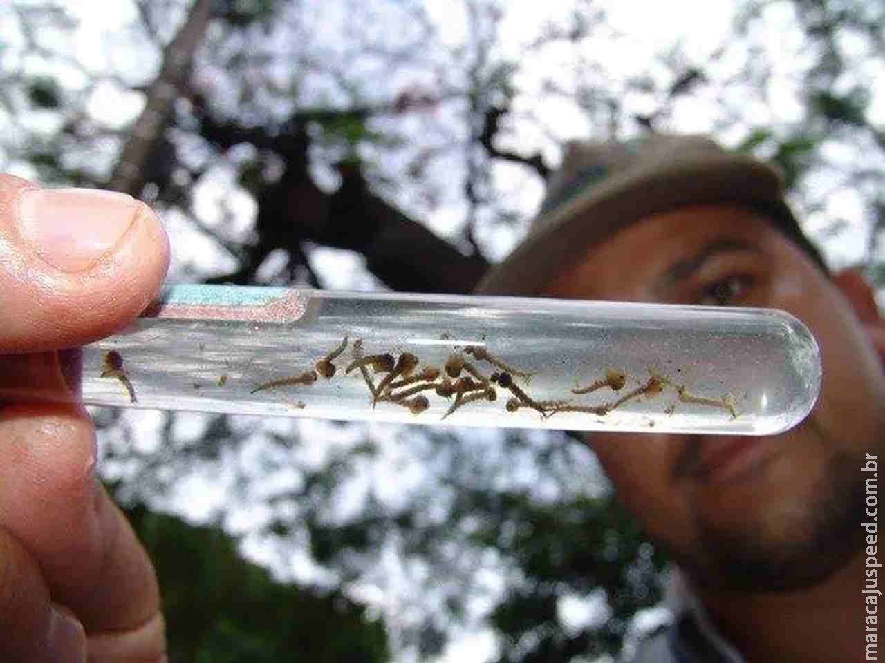 Dourados ultrapassa a marca de 2 mil casos prováveis de chikungunya