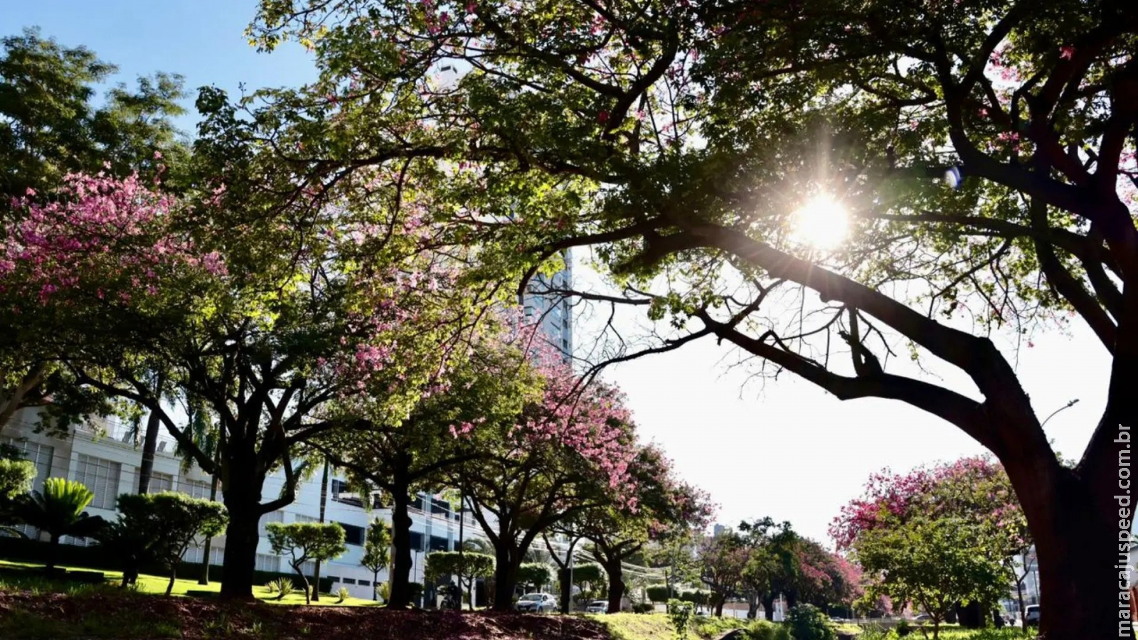 Hidrate-se: ‘Sábado de Aleluia’ deve ser de calorão e baixa umidade do ar em MS