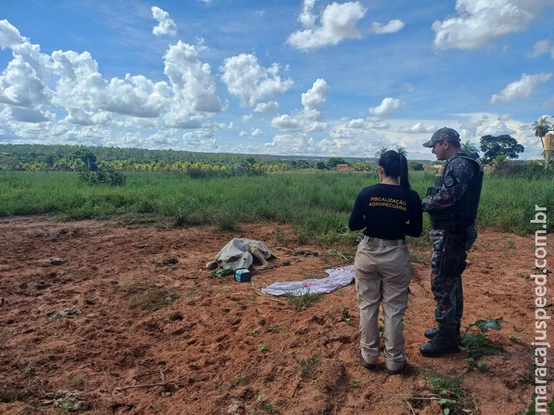 MAUS-TRATOS: PMA multa proprietário rural em R$ 3 mil por negligência com bovino