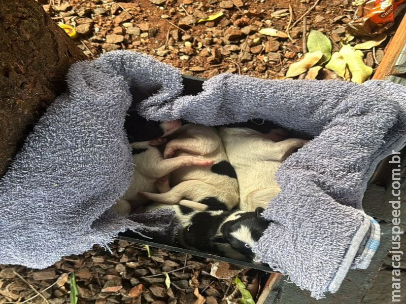 MAUS-TRATOS: Polícia intervém e salva filhotes recém-nascidos após denúncia de agressão na Vila Margarida