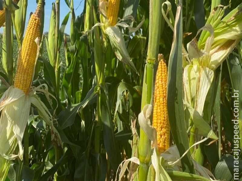 Milho reage em Chicago após queda semanal