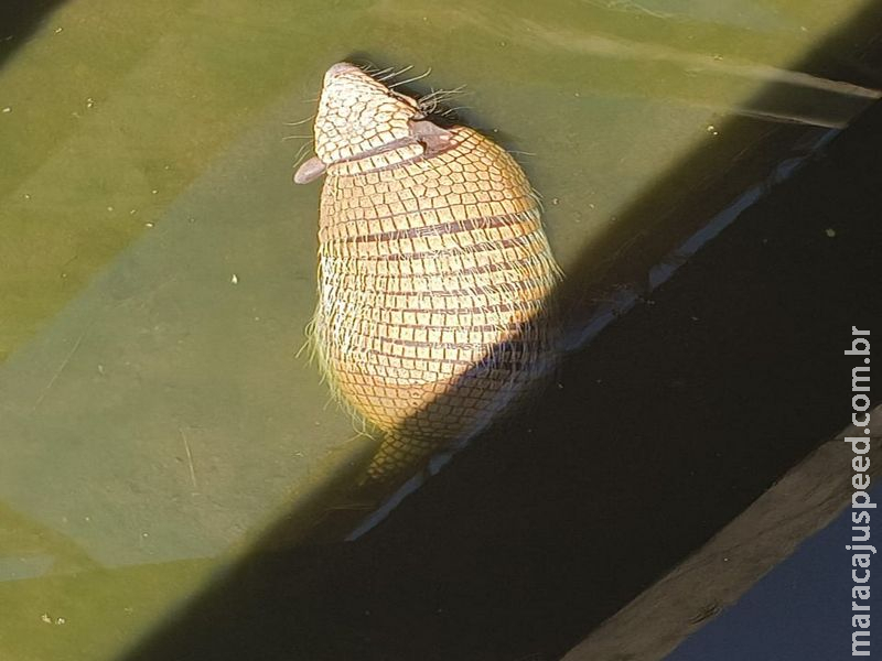 RESGATE EM CAMPO GRANDE: PMA salva tatu-peba preso em vala alagada próximo à BR-060