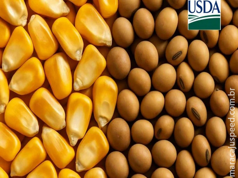 USDA: Último relatório com foco na safra 25/26 deve trazer poucas mudanças; atenção aos estoques de soja e milho