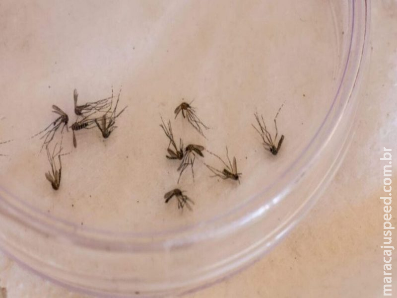 Em meio à alta de dengue, até posto de saúde tem focos do mosquito em Campo Grande