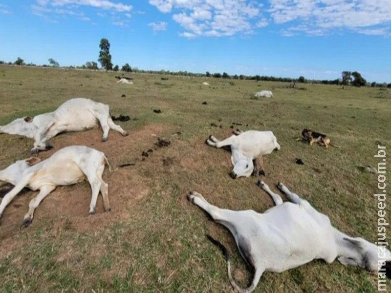 Frio intenso provocou morte de 83 bovinos no sul de Mato Grosso do Sul