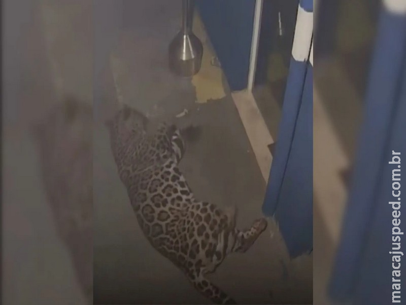 Onça é flagrada por câmeras em momento de descontração no Paraná