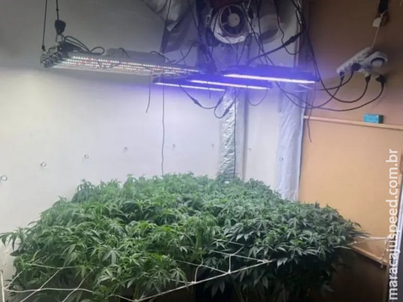 Polícia descobre laboratório de maconha onde mulher foi morta no Monte Líbano