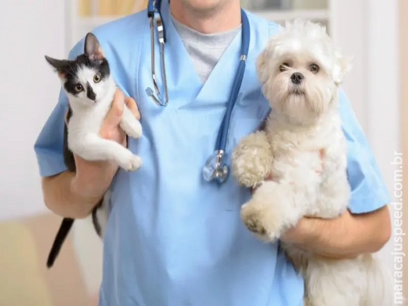 Governo Federal publica lei que criminaliza o exercício ilegal da medicina veterinária