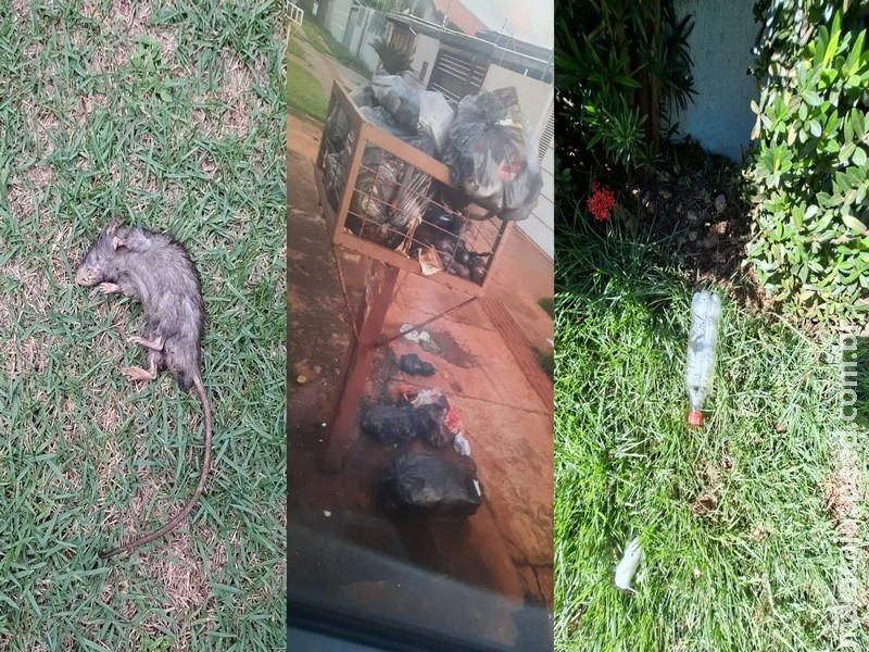 Ratos, pedras e lixo: briga de vizinhas na Vila Nova Campo Grande vira caso de polícia