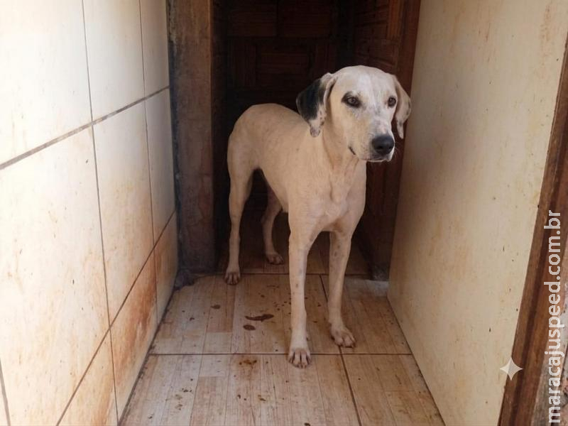 Apelo: Cadela "Branca" desaparece na Vila Juquita e família pede ajuda para encontrá-la