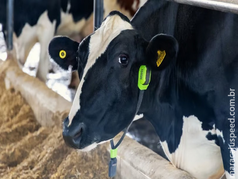 As vacas do futuro já chegaram no Paraná