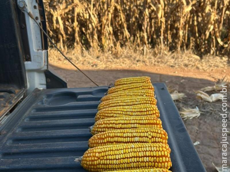 Colheita do milho alcança 24% da área cultivada em Mato Grosso do Sul