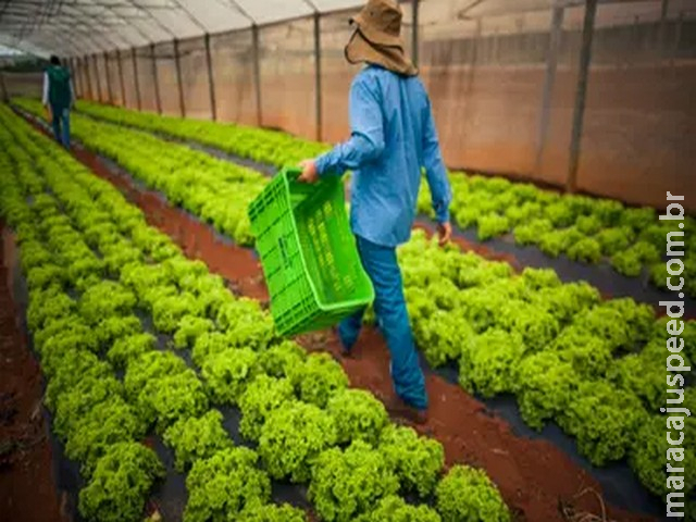 Dívidas rurais: CMN publica regras para acesso de produtores às renegociações