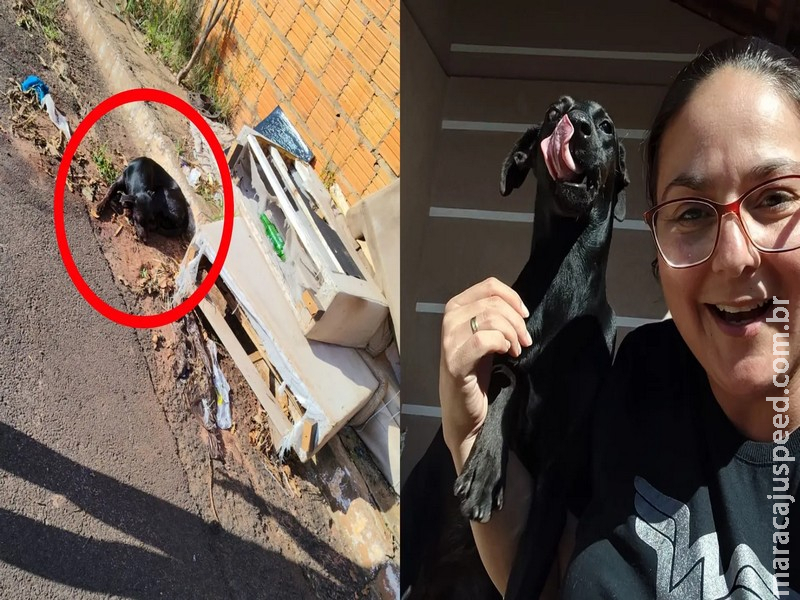 Dona de casa acha cadela em sacola e ganha presente de aniversário em MS: ‘Pronta pra morrer’