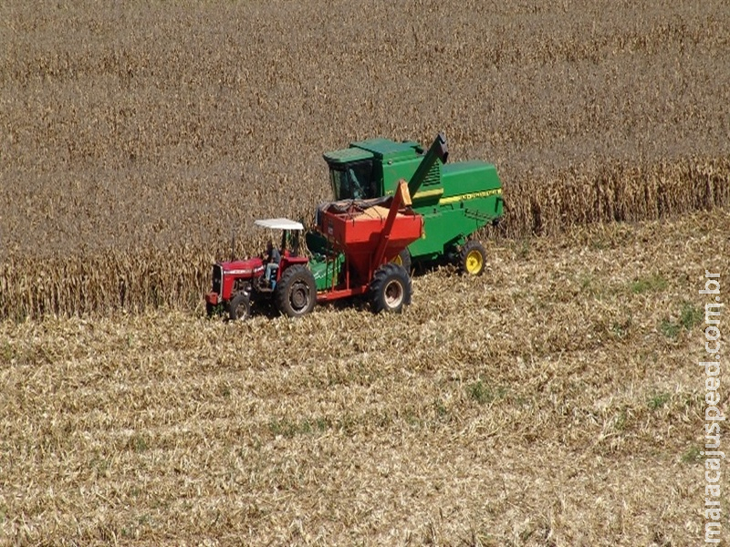 Pressa na colheita do milho aumenta risco de aflatoxina, alerta especialista