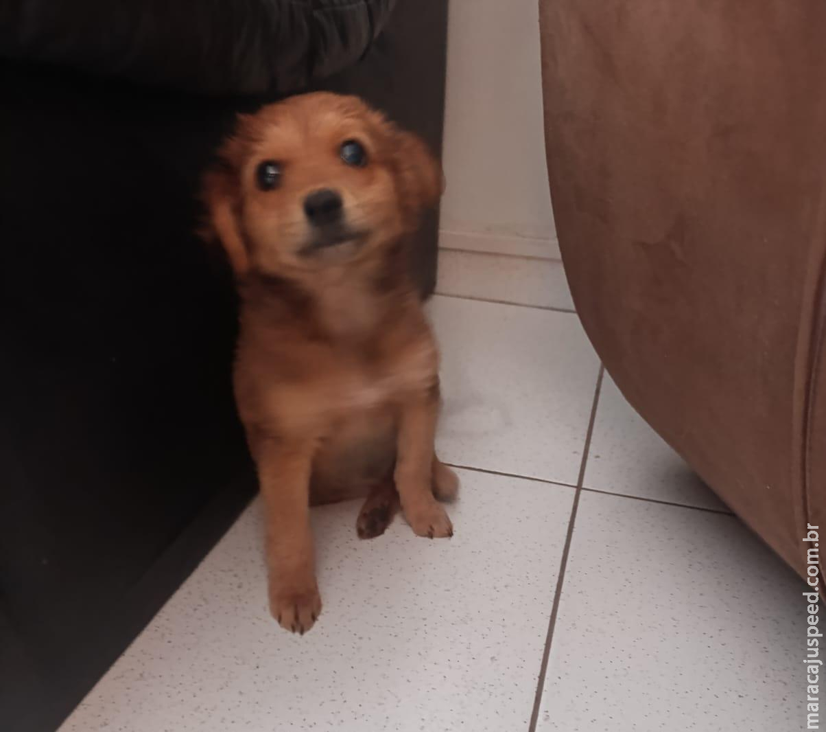 Procura-se Tutores: Filhote de cachorrinha é encontrada no Bairro Monte Verde e precisa voltar para casa