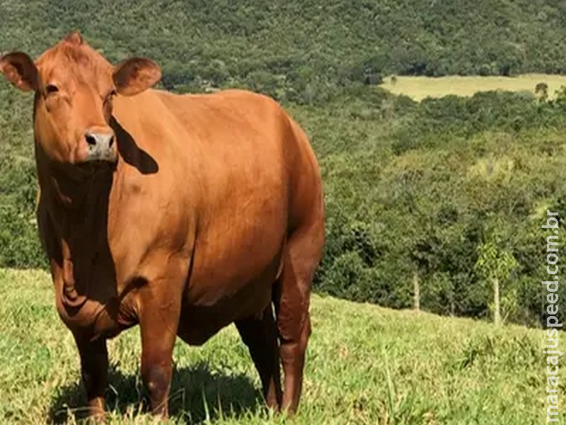 Boi gordo hoje: arroba recua e é negociada a R$ 344,80 em São Paulo