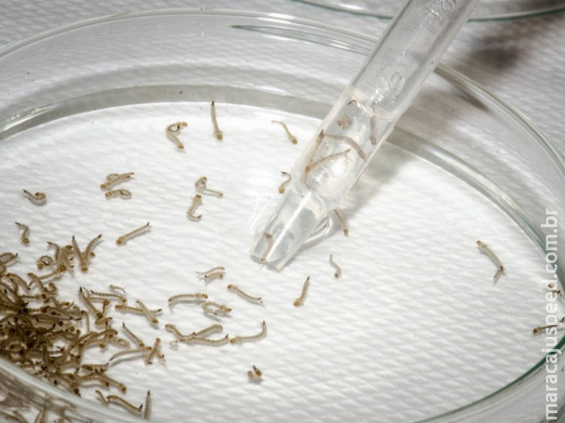 Com 30 mortes, MS ultrapassa 10 mil casos confirmados de chikungunya