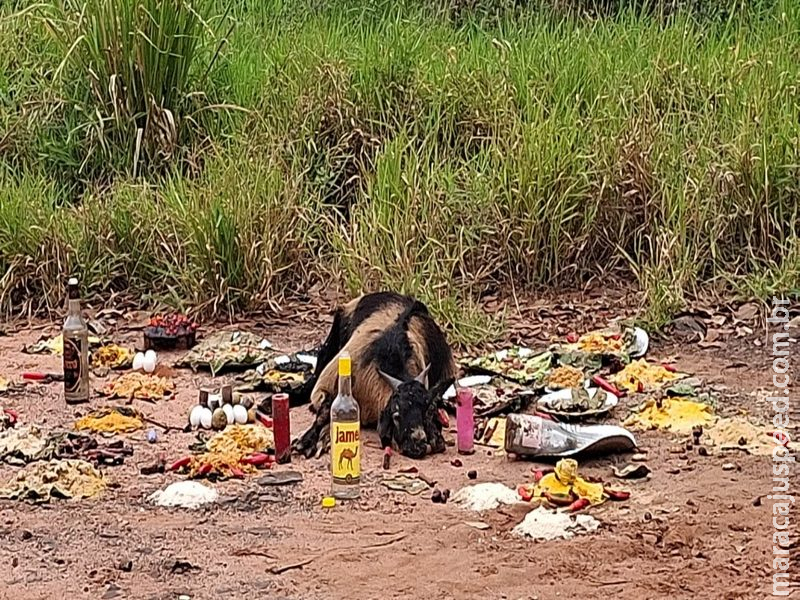 “Deixa acontecer naturalmente”Bode morto deixado em esquina provoca mau cheiro e gera reclamações de moradores no Jardim Veraneio