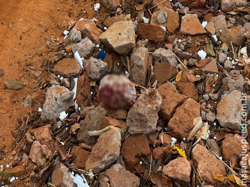 Homem é espancado com pauladas e pedradas até a morte em Campo Grande