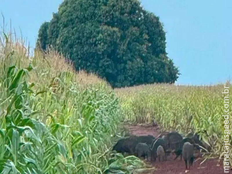 Javalis provocam danos em lavouras de milho de MS