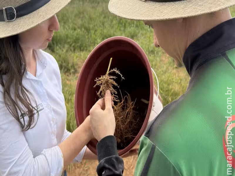  Nematoides foram encontrados em quase 90% de amostras analisadas no Centro-Oeste