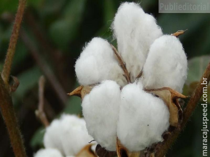 Nematoides podem reduzir em 30% a produtividade do algodão