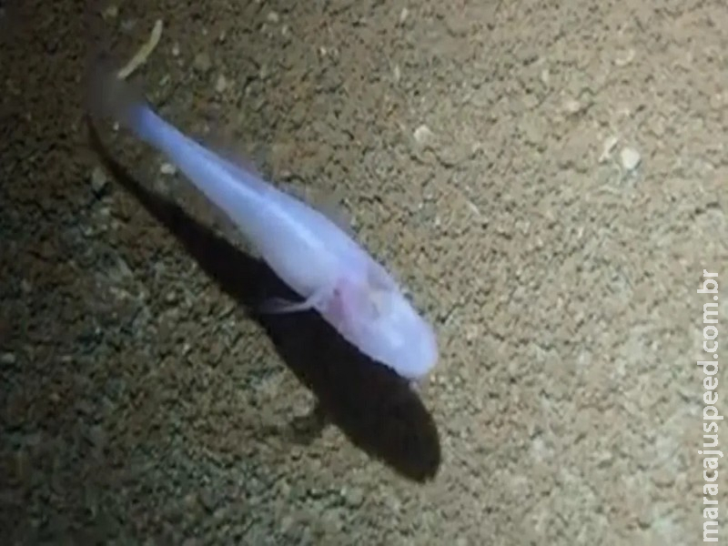 Peixe-demônio sem olhos pode estar entre os mais raros do mundo