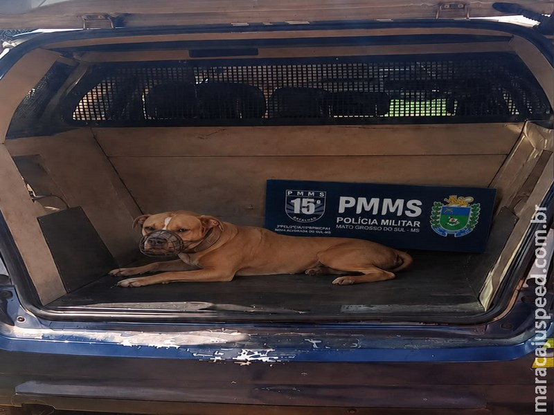 PM atende duas ocorrências de pitbulls soltos após ataques a outros cães em Nova Alvorada do Sul